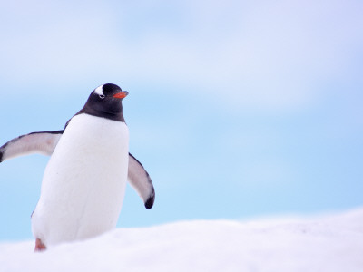 Gentoo Penguin On Snowline, Antarctica by Edwin Giesbers Pricing Limited Edition Print image