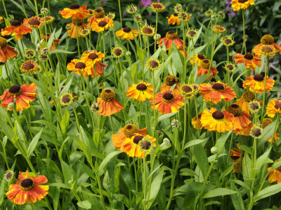 Helenium, Moerheim Beauty Variety Flowering In Summer Garden, Norfolk, Uk by Gary Smith Pricing Limited Edition Print image