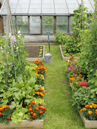 Summer Garden With Mixed Vegetables And Flowers Growing In Raised Beds With Marigolds, Norfolk, Uk by Gary Smith Pricing Limited Edition Print image