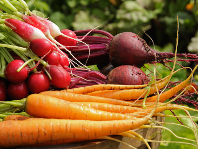 Freshly Harvested Carrots, Beetroot And Radishes From A Summer Garden, Norfolk, July by Gary Smith Pricing Limited Edition Print image