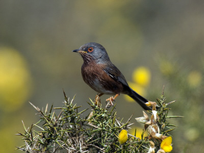 Dartford Warbler Perched On Gorse, Surrey, England, Uk by Andy Sands Pricing Limited Edition Print image