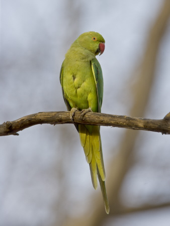 Rose Ringed Ring-Necked Parakeet Perched, Ranthambhore Np, Rajasthan, India by T.J. Rich Pricing Limited Edition Print image