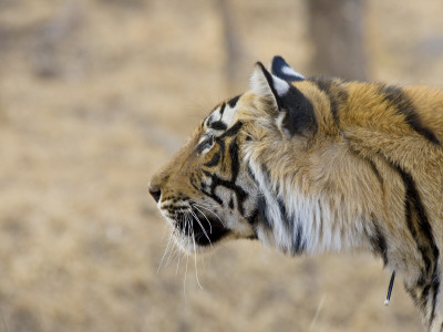 Bengal Tiger Looking Alert, Note Porcupine Quill Stuck In Neck, Ranthambhore Np, Rajasthan, India by T.J. Rich Pricing Limited Edition Print image