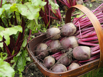 Home Grown Beetroot, 'Baby Action' Norfolk, Uk by Gary Smith Pricing Limited Edition Print image