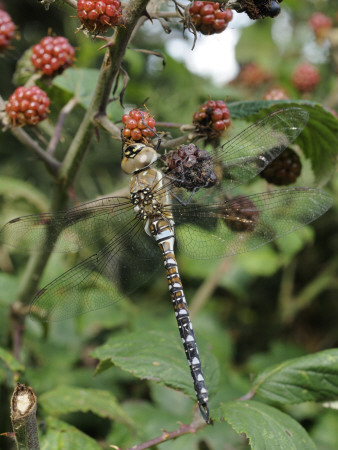 Migrant Hawker Dragonfly Mature Male Resting On Blackberries In Autumn Hedgerow, Norfolk, Uk by Gary Smith Pricing Limited Edition Print image