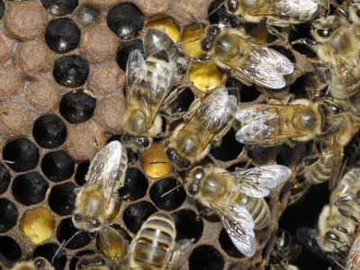 European Honey Bee Brood Chamber In Hive, Norfok, Uk by Gary Smith Pricing Limited Edition Print image