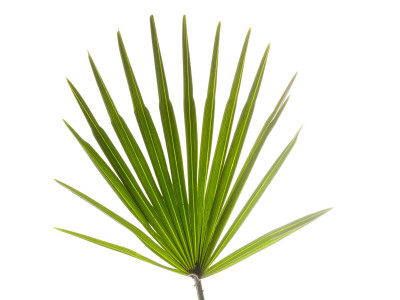 Palmito Dwarf Fan Palm Spain by Niall Benvie Pricing Limited Edition Print image