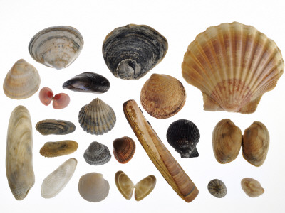 Collection Of Shells From The North Sea by Philippe Clement Pricing Limited Edition Print image