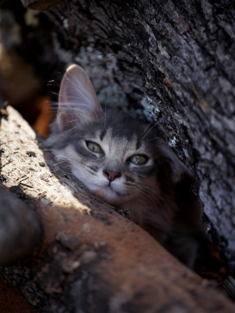 Somali Cat In Tree by Adriano Bacchella Pricing Limited Edition Print image