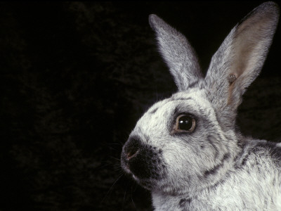 Silver Of Champagne Domestic Rabbit by Adriano Bacchella Pricing Limited Edition Print image