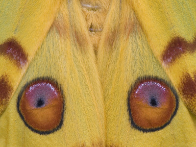 Madagascar Moon Moth Close-Up Of Wings, Madagascar by Edwin Giesbers Pricing Limited Edition Print image