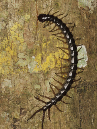 Giant Centipede On Rainforest Tree Trunk, Sukau, Sabah, Borneo by Tony Heald Pricing Limited Edition Print image