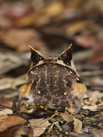 Bornean Horned Frog On Rainforest Floor, Danum Valley, Sabah, Borneo by Tony Heald Pricing Limited Edition Print image