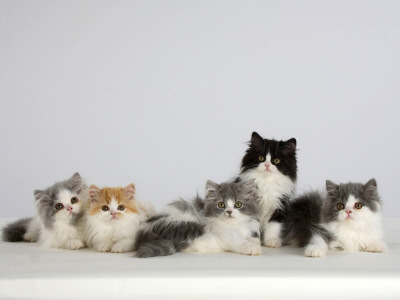 Persian Cat, Five Kittens, Silver-And-White, Black-And-White And Ginger-And-White Sitting In Line by Petra Wegner Pricing Limited Edition Print image