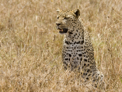 Leopard Sitting In Long Grass, Tanzania by Edwin Giesbers Pricing Limited Edition Print image