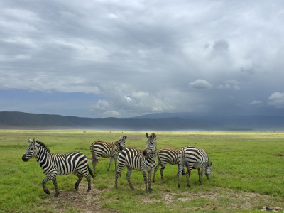 Common Zebra Group, Ngorongoro Crater, Tanzania by Edwin Giesbers Pricing Limited Edition Print image