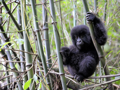 Young Mountain Gorilla Climbing On Bamboo, Volcanoes National Park, Rwanda, Africa by Eric Baccega Pricing Limited Edition Print image
