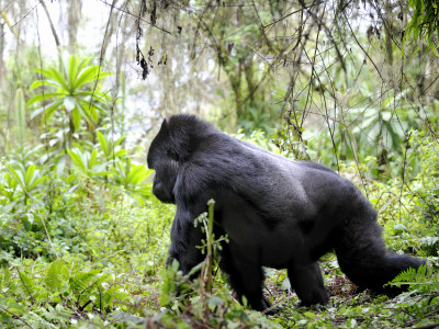 Male Silverback Mountain Gorilla Knuckle Walking, Volcanoes National Park, Rwanda, Africa by Eric Baccega Pricing Limited Edition Print image