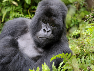 Male Silverback Mountain Gorilla Resting, Volcanoes National Park, Rwanda, Africa by Eric Baccega Pricing Limited Edition Print image