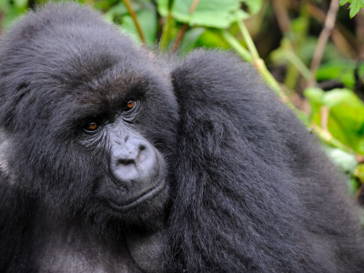 Female Mountain Gorilla Volcanoes National Park, Rwanda, Africa by Eric Baccega Pricing Limited Edition Print image