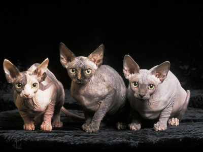 Three Hairless, Sphinx Cats by Adriano Bacchella Pricing Limited Edition Print image