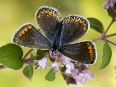 Common Blue Female On Flower Of Marjoram by Andy Sands Pricing Limited Edition Print image