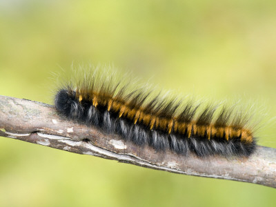 Fox Moth Caterpillar Larva Climbing Along Heather Stem, Surrey, England, Uk by Andy Sands Pricing Limited Edition Print image