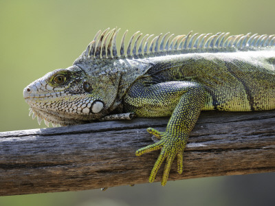Common Green Iguana Chaparri Ecological Reserve, Peru, South America by Eric Baccega Pricing Limited Edition Print image