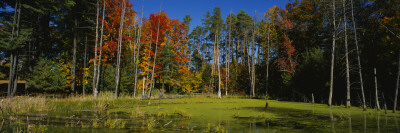 Trees In The Forest, Catskill Mountains, New York State, Usa by Panoramic Images Pricing Limited Edition Print image