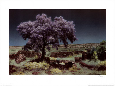 Wisteria Tree by Evelyn Hammond Pricing Limited Edition Print image