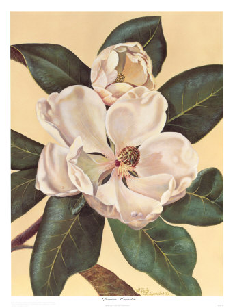 Afternoon Magnolia by Waltrand Von Schwarzbek Pricing Limited Edition Print image