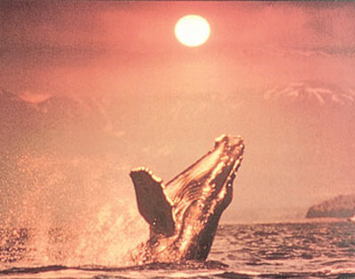 Whale At Sunset by Ewing Galloway Pricing Limited Edition Print image