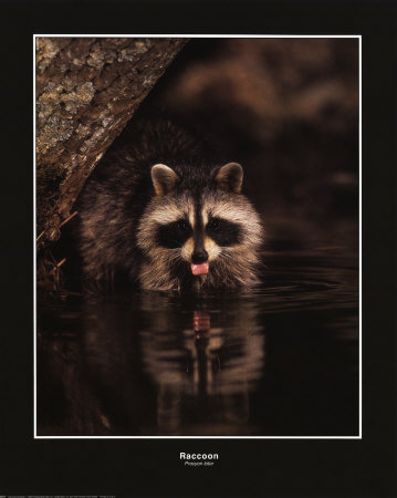 Raccoon Drinking by Bill Lea Pricing Limited Edition Print image