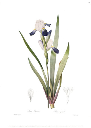 Iris Amena by Pierre-Joseph Redouté Pricing Limited Edition Print image