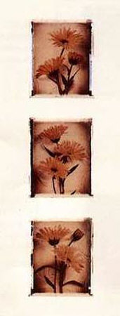 Daisy Trio by Rosalind Oesterle Pricing Limited Edition Print image