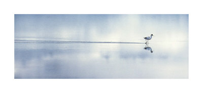 Elegant Avocet by Muller Pricing Limited Edition Print image