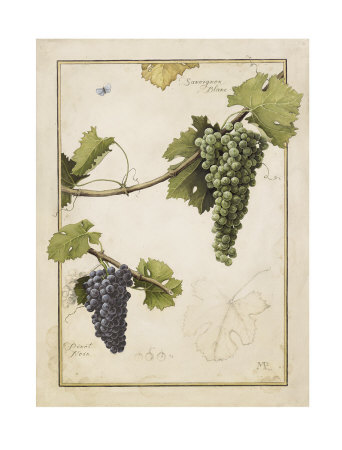 Sauvignon Blanc by Meg Page Pricing Limited Edition Print image