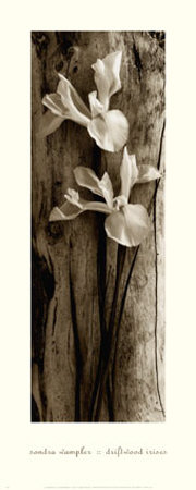 Driftwood Irises by Sondra Wampler Pricing Limited Edition Print image