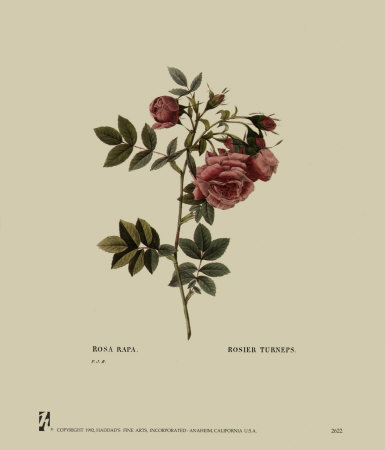 Rose, Muscosa Multiple by Pierre-Joseph Redoute Pricing Limited Edition Print image