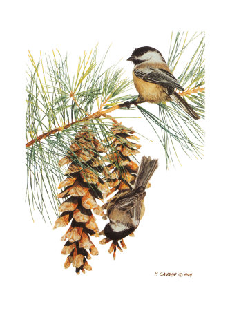 Black Capped Chickadee by Patricia Savage Pricing Limited Edition Print image