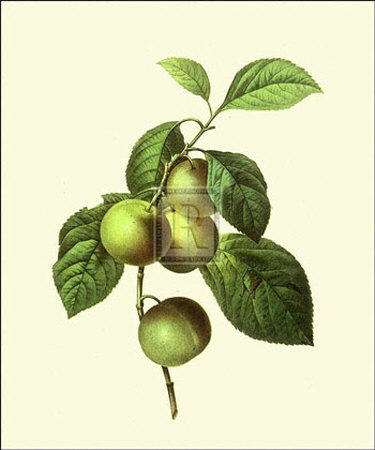 Greengages by Pierre-Joseph Redouté Pricing Limited Edition Print image
