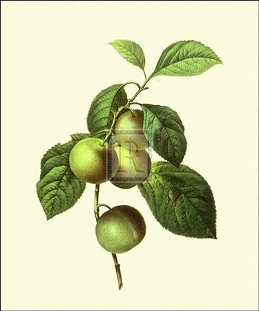 Greengages by Pierre-Joseph Redoute Pricing Limited Edition Print image