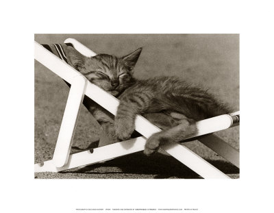Cat Nap by David Mcenery Pricing Limited Edition Print image