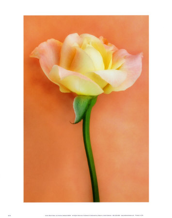 Cream Blush Rose by Christine Zalewski Pricing Limited Edition Print image