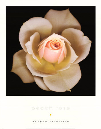 Peach Rose by Harold Feinstein Pricing Limited Edition Print image