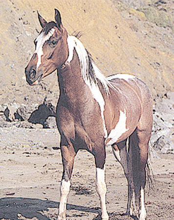 Pinto by Ron Kimball Pricing Limited Edition Print image