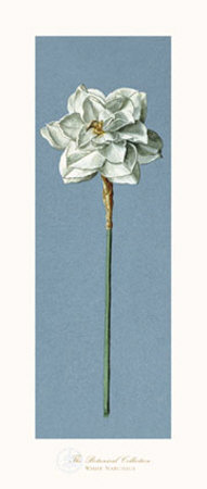 White Narcissus by Francesco Mengucci Pricing Limited Edition Print image