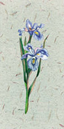Iris Botanical No 4 by Consuelo Gamboa Pricing Limited Edition Print image