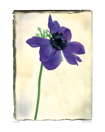 Blue Anemone by Rick Filler Pricing Limited Edition Print image