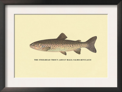 The Steelhead Trout by H.H. Leonard Pricing Limited Edition Print image